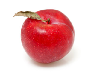 one red plum over white background