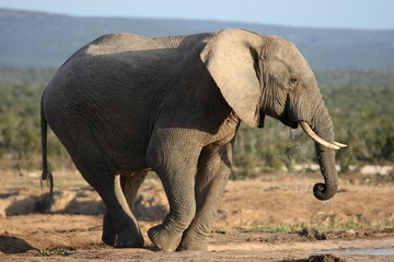 Fototapeta na wymiar African Elephant Bull Drinking Water