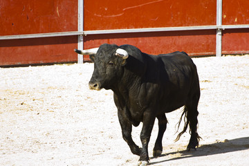 Spanish bull. Bullfight.