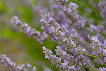 purple lavender in closeup