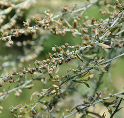Artemisia absinthium L...Absinthe
