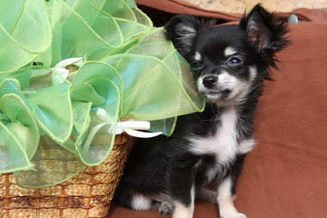 petit chihuahua