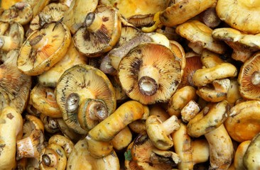 lactarius delicious