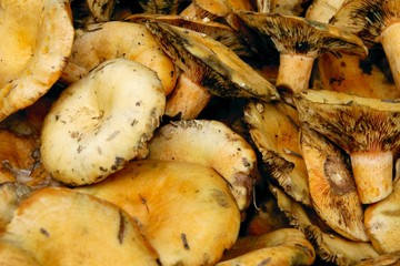 lactarius delicious