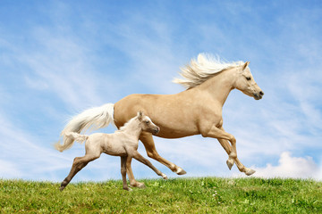 welsh pony mare and foal - obrazy, fototapety, plakaty