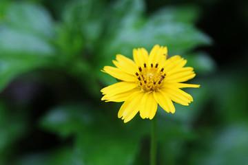 Yellow Daisy