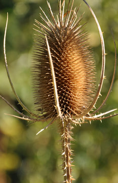 Card&egrave;re sauvage...dispacus fullonum