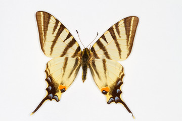 Scarce swallowtail butterfly, latin name iphiclides podalirius