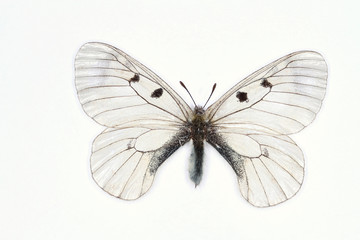 Fototapeta na wymiar Clouded Apollo Motyl, nazwa łacińska Parnassius mnemosyne isolat