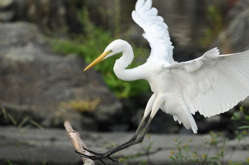 着地寸前のダイサギ