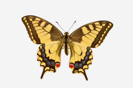 Swallowtail butterfly, latin name papilio machaon isolated on wh