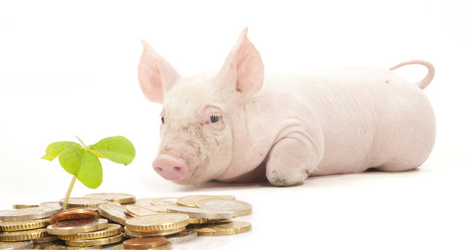 DAS SPARSCHWEIN