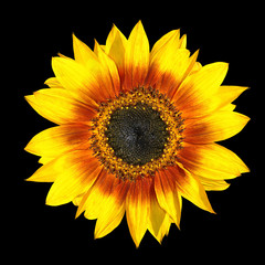 Obraz premium Fresh Yellow Sunflower Petals Closeup Isolated on Black
