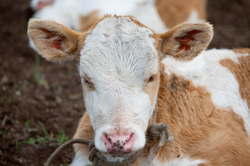The young calf