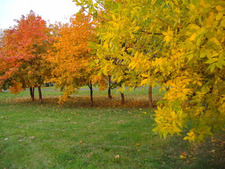 A row of autumnal trees in various shades of yellow and orange