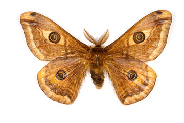 Peacock Moth latin name Saturnia spini isolated on white