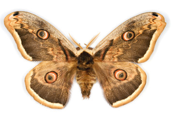 Great Peacock Moth latin name Saturnia pyri isolated on white