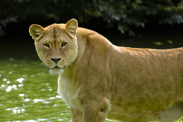 Löwenportrait