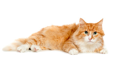 Beautiful fluffy red cat. Isolated