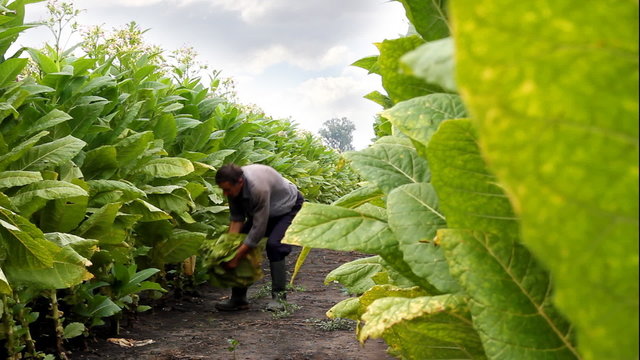 Farmers harvested tobacco in the field
