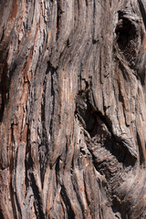 Evergreen bark texture