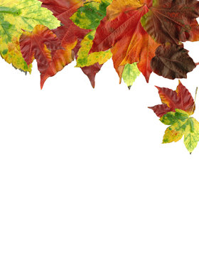 Herbst bunte Bl&auml;tter