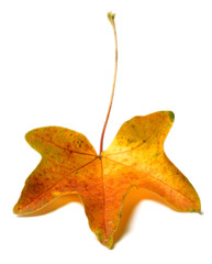 Fototapeta premium fall