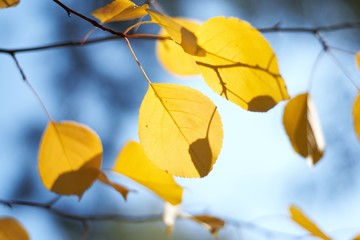 Obraz premium autumn leaves on the trees against the sky