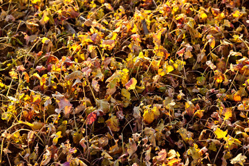 field after harvest with plants in sunset