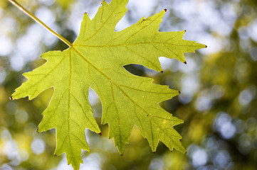 Sun-lit green leaf