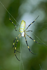 spider