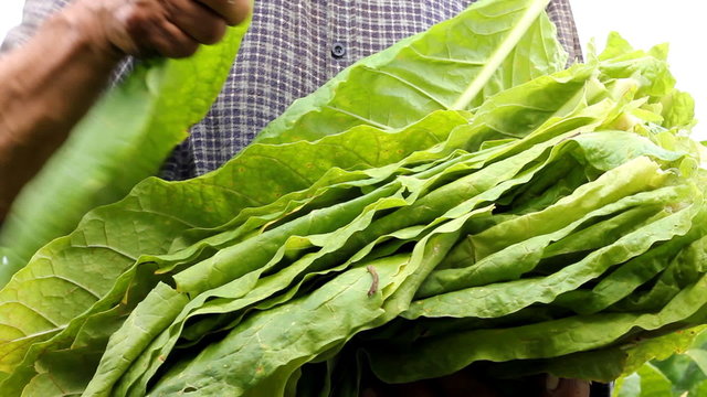 Farmers harvested tobacco in the field