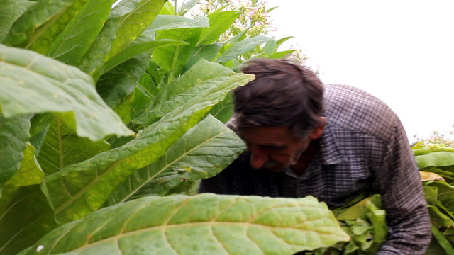 Farmers harvested tobacco in the field