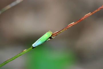 leafhopper