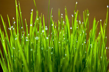 Fototapeta na wymiar Wet blades of wheat grass