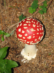 Amanita muscaria