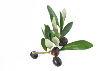 branch with olives - rametto con olive