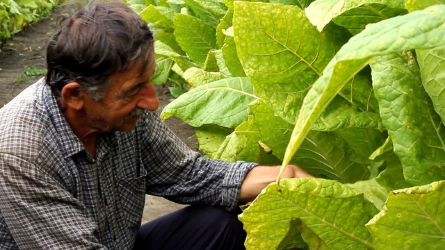 Farmer looks tobacco in the field