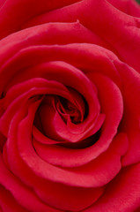 Rote Rose...