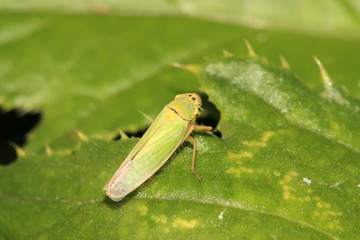 leafhopper
