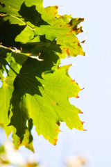 Leafs and sky