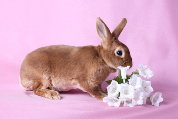 Small decorative rabbit. A symbol of New 2011.