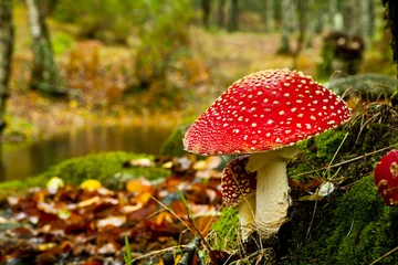 Foto op Canvas Amanita poisonous mushroom © ikostudio