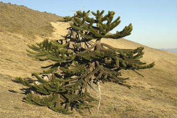 araucaria (argentina - cile)