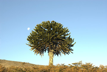 araucaria (argentina - cile)