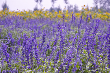 Naklejka premium Lavender