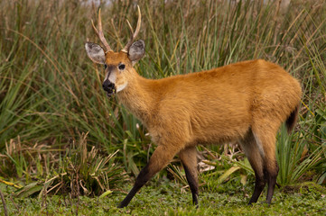 Marsh Deer (Blastocerus dichotomus)