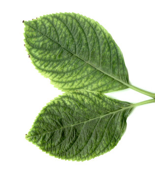 Folhas de hortencia #01