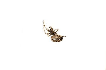 spider isolated on white