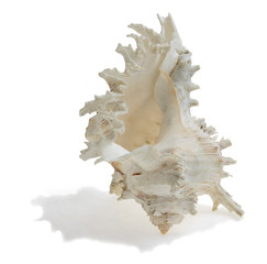 Exotic seashell